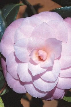 October Affair Camellia Japonica - 1 Gallon Pot -Garden Plants Shop Camellia October Affair 8