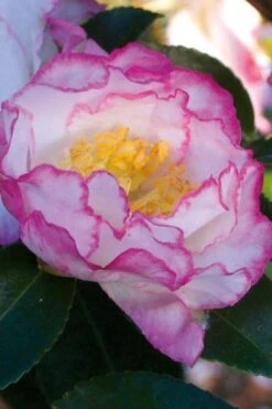 October Magic Inspiration Camellia - 2 Gallon Pot -Garden Plants Shop Camellia October Inspiration