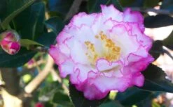 October Magic Inspiration Camellia - 2 Gallon Pot -Garden Plants Shop Camellia October Magic Inspiration Flower Closeup