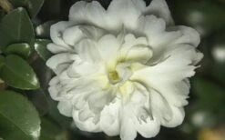October Magic Ivory Camellia - 2 Gallon Pot -Garden Plants Shop Camellia October Magic Ivory