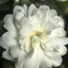 October Magic Ivory Camellia - 2 Gallon Pot -Garden Plants Shop Camellia October Magic Ivory 500x750 1