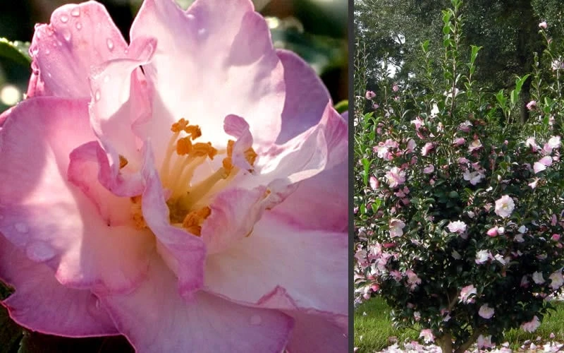 October Magic Orchid Camellia - 3 Gallon Pot 6 October Magic Orchid Camellia - 3 Gallon Pot - Image 4