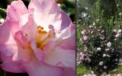 October Magic Orchid Camellia - 7 Gallon Pot -Garden Plants Shop Camellia October Magic Orchid Flowers 2