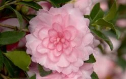 October Magic Pink Perplexion Camellia - 2 Gallon Pot -Garden Plants Shop Camellia October Magic Pink Perplexion