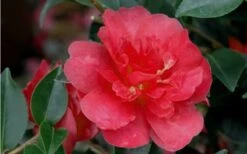 October Magic Rose Camellia - 3 Gallon Pot -Garden Plants Shop Camellia October Magic Rose Closeup Flower 2