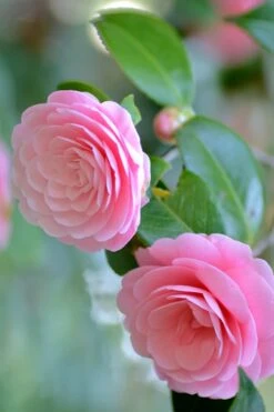 Otome Pink Camellia Japonica - 1 Gallon Pot -Garden Plants Shop Camellia Otome 1