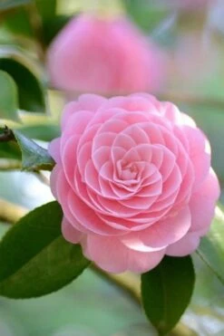 Otome Pink Camellia Japonica - 1 Gallon Pot -Garden Plants Shop Camellia Otome 2