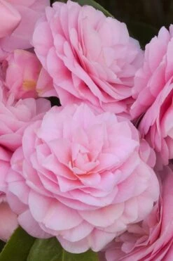 Pearl Maxwell Camellia Japonica - 1 Gallon Pot -Garden Plants Shop Camellia Pearl Maxwell 10 1