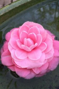 Pearl Maxwell Camellia Japonica - 1 Gallon Pot -Garden Plants Shop Camellia Pearl Maxwell 5 1