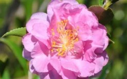 Pink Stella Camellia Sasanqua - 2 Gallon Pot -Garden Plants Shop Camellia Pink Stella