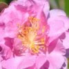 Pink Stella Camellia Sasanqua - 2 Gallon Pot -Garden Plants Shop Camellia Pink Stella 500x750 1