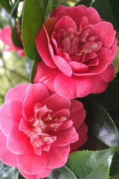 R. L. Wheeler Camellia Japonica - 7 Gallon Pot (3-4') -Garden Plants Shop Camellia R L Wheeler 1