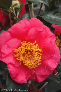 R. L. Wheeler Camellia Japonica - 7 Gallon Pot (3-4') -Garden Plants Shop Camellia R L Wheeler 10