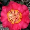 R. L. Wheeler Camellia Japonica - 7 Gallon Pot (3-4') -Garden Plants Shop Camellia R L Wheeler 12