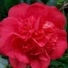 Red Fellow Camellia Japonica - 1 Gallon Pot -Garden Plants Shop Camellia Red Fellow 2
