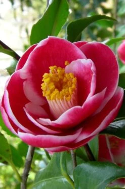 Sadaharu Oh Camellia - 7 Gallon Pot (3-4') 15 Sadaharu Oh Camellia - 7 Gallon Pot (3-4') -Garden Plants Shop Camellia Sadaharu Oh 6