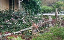 Sarrel Dwarf Camellia Sasanqua - 3 Gallon Pot -Garden Plants Shop Camellia Sarrel 5