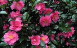 Shishi Gashira Dwarf Camellia Sasanqua - 1 Gallon Pot -Garden Plants Shop Camellia Shishi Gashira 24
