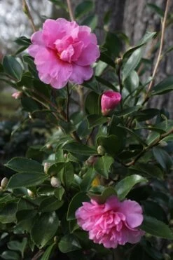 Showa No Sakae Dwarf Camellia Sasanqua - 3 Gallon Pot -Garden Plants Shop Camellia Showa No Sakae 12