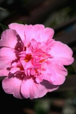 Showa No Sakae Dwarf Camellia Sasanqua - 3 Gallon Pot -Garden Plants Shop Camellia Showa No Sakae 15