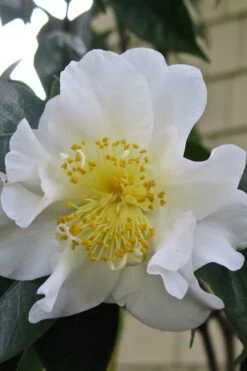 Silver Waves Camellia Japonica - 3 Gallon Pot -Garden Plants Shop Camellia Silver Waves 6