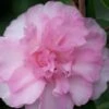 Sarrel Dwarf Camellia Sasanqua - 3 Gallon Pot -Garden Plants Shop Camellia Sorrel 1