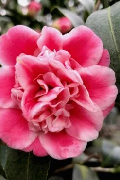 Tama Bambino Camellia Japonica - 3 Gallon Pot -Garden Plants Shop Camellia Tama Bambino 11 1