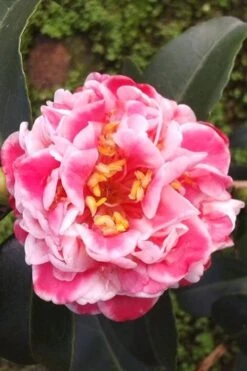 Tama Bambino Camellia Japonica - 3 Gallon Pot -Garden Plants Shop Camellia Tama Bambino 2 1