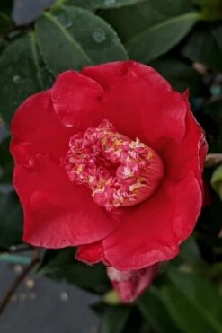 Tama Electra Camellia Japonica - 1 Gallon Pot -Garden Plants Shop Camellia Tama Electra 10