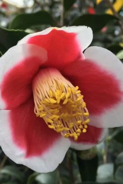 Tama No Ura Weeping Camellia Japonica - 3 Gallon Pot -Garden Plants Shop Camellia Tama No Ura 1