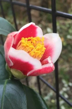 Tama No Ura Weeping Camellia Japonica - 3 Gallon Pot -Garden Plants Shop Camellia Tama No Ura 4