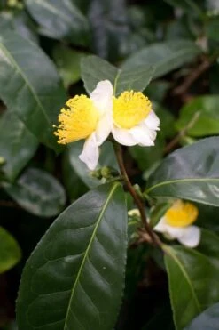 Large Leaf Tea Plant (Camellia Sinensis) - 3 Gallon Pot 13 Large Leaf Tea Plant (Camellia Sinensis) - 3 Gallon Pot -Garden Plants Shop Camellia Tea Plant Large Leaf 1