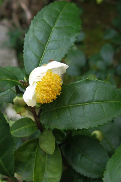 Large Leaf Tea Plant (Camellia Sinensis) - 3 Gallon Pot 3 Large Leaf Tea Plant (Camellia Sinensis) - 3 Gallon Pot