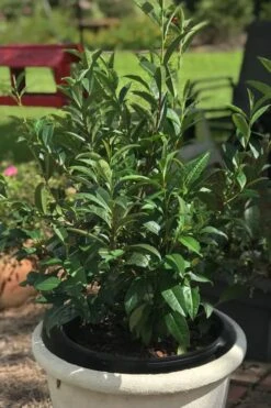 Large Leaf Tea Plant (Camellia Sinensis) - 3 Gallon Pot 11 Large Leaf Tea Plant (Camellia Sinensis) - 3 Gallon Pot -Garden Plants Shop Camellia Tea Plant Large Leaf 3