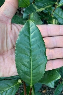 Large Leaf Tea Plant (Camellia Sinensis) - 3 Gallon Pot 12 Large Leaf Tea Plant (Camellia Sinensis) - 3 Gallon Pot -Garden Plants Shop Camellia Tea Plant Large Leaf 4