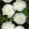 October Magic White Shishi Gashira Dwarf Camellia Sasanqua - 3 Gallon Pot -Garden Plants Shop Camellia White ShiShi Gashira 1