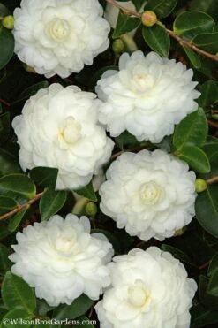 October Magic White Shishi Gashira Dwarf Camellia Sasanqua - 3 Gallon Pot