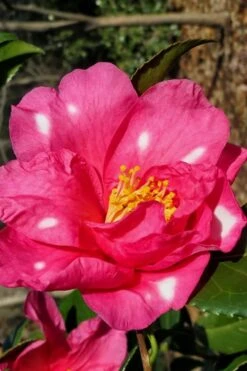 Winter's Fire Cold Hardy Camellia - 1 Gallon Pot -Garden Plants Shop Camellia Winters Fire 1
