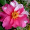 Winter's Fire Cold Hardy Camellia - 1 Gallon Pot -Garden Plants Shop Camellia Winters Fire 10