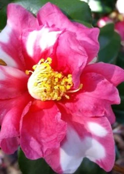 Winter's Fire Cold Hardy Camellia - 1 Gallon Pot -Garden Plants Shop Camellia Winters Fire 11
