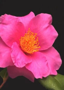 Winter's Fire Cold Hardy Camellia - 1 Gallon Pot -Garden Plants Shop Camellia Winters Fire 13