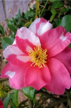 Winter's Fire Cold Hardy Camellia - 1 Gallon Pot -Garden Plants Shop Camellia Winters Fire 5