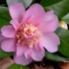 Winter's Interlude Cold Hardy Pink Camellia - 1 Gallon Pot -Garden Plants Shop Camellia Winters Interlude 1