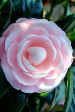Winter's Rose Cold Hardy Dwarf Camellia - 2 Gallon Pot -Garden Plants Shop Camellia Winters Rose 6