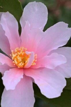 Winter's Toughie Cold Hardy Camellia - 3 Gallon Pot -Garden Plants Shop Camellia Winters Toughie 3