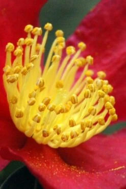 Yuletide Camellia Sasanqua - 1 Gallon Pot 14 Yuletide Camellia Sasanqua - 1 Gallon Pot -Garden Plants Shop Camellia Yuletide 30