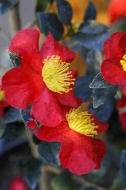 Yuletide Camellia Sasanqua - 3 Gallon Pot -Garden Plants Shop Camellia Yuletide 32 1