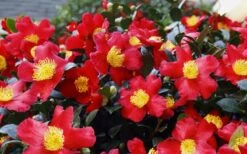 Yuletide Camellia Sasanqua - 3 Gallon Pot -Garden Plants Shop Camellia Yuletide 34 1