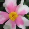 Yume Camellia Sasanqua - 3 Gallon Pot 1 Yume Camellia Sasanqua - 3 Gallon Pot -Garden Plants Shop Camellia Yume 1