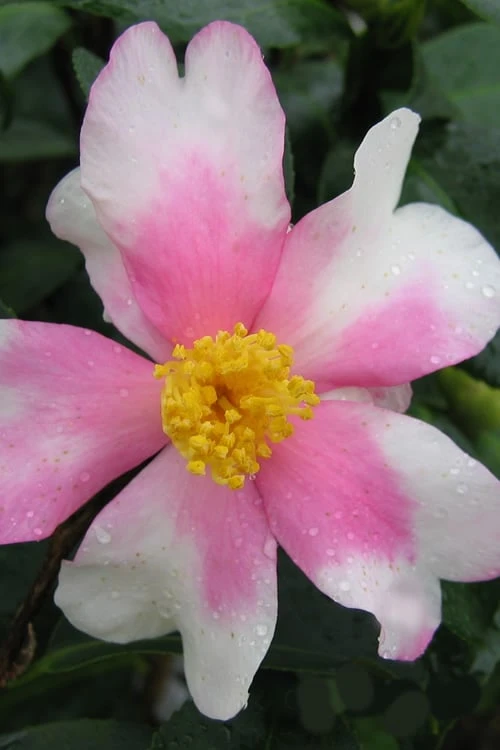 Yume Camellia Sasanqua - 3 Gallon Pot 3 Yume Camellia Sasanqua - 3 Gallon Pot